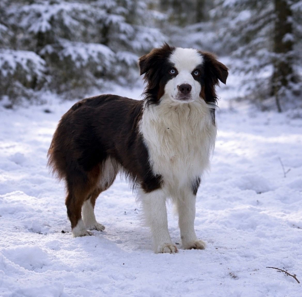 Aylis the Angel Eyes Of Light