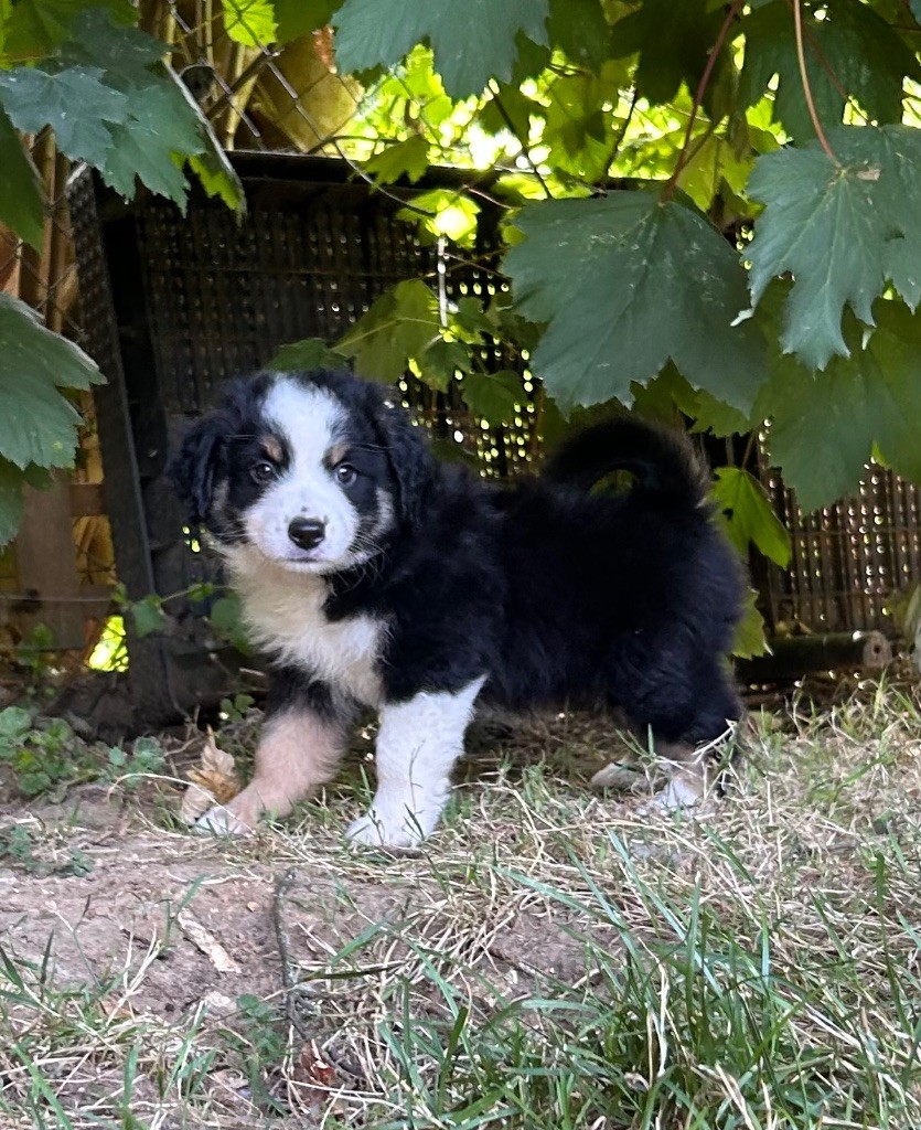 Eyes Of Light - Chiots disponibles - Berger Américain Miniature 