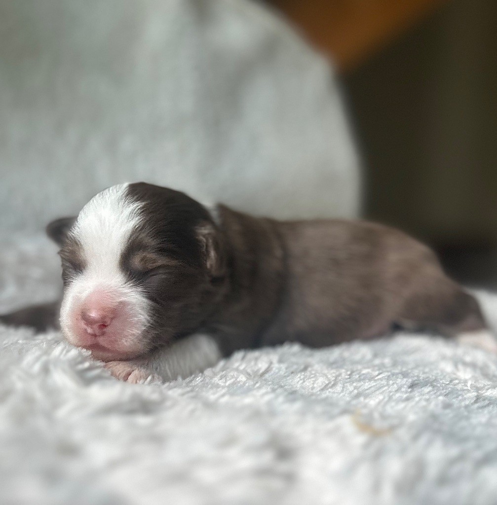 Eyes Of Light - Chiots disponibles - Berger Américain Miniature 