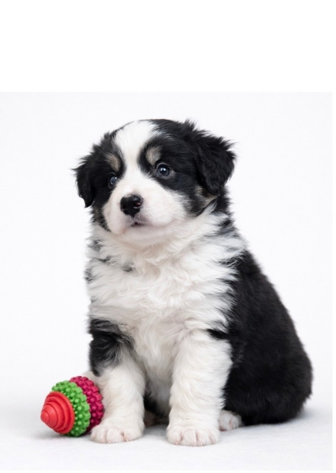 Eyes Of Light - Chiots disponibles - Berger Américain Miniature 