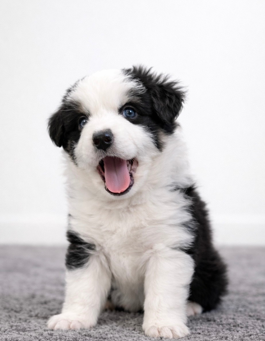 Eyes Of Light - Chiots disponibles - Berger Américain Miniature 