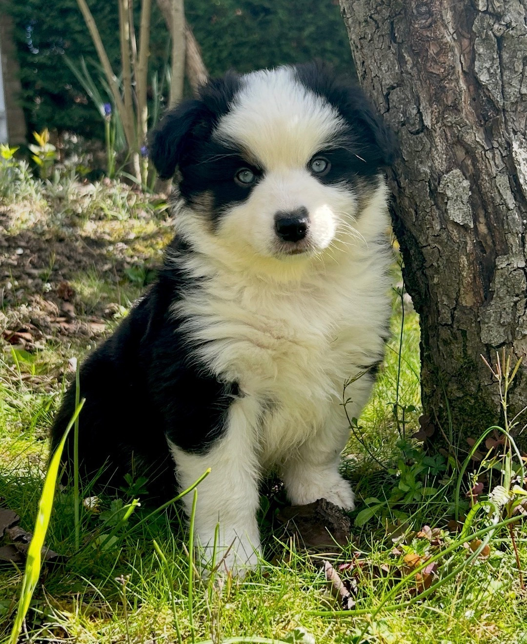 Eyes Of Light - Chiots disponibles - Berger Américain Miniature 