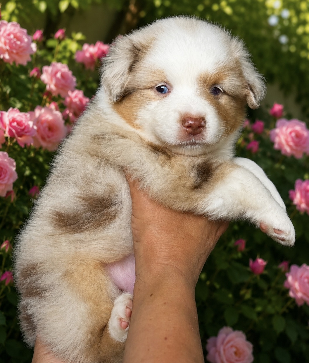 Eyes Of Light - Chiots disponibles - Berger Américain Miniature 