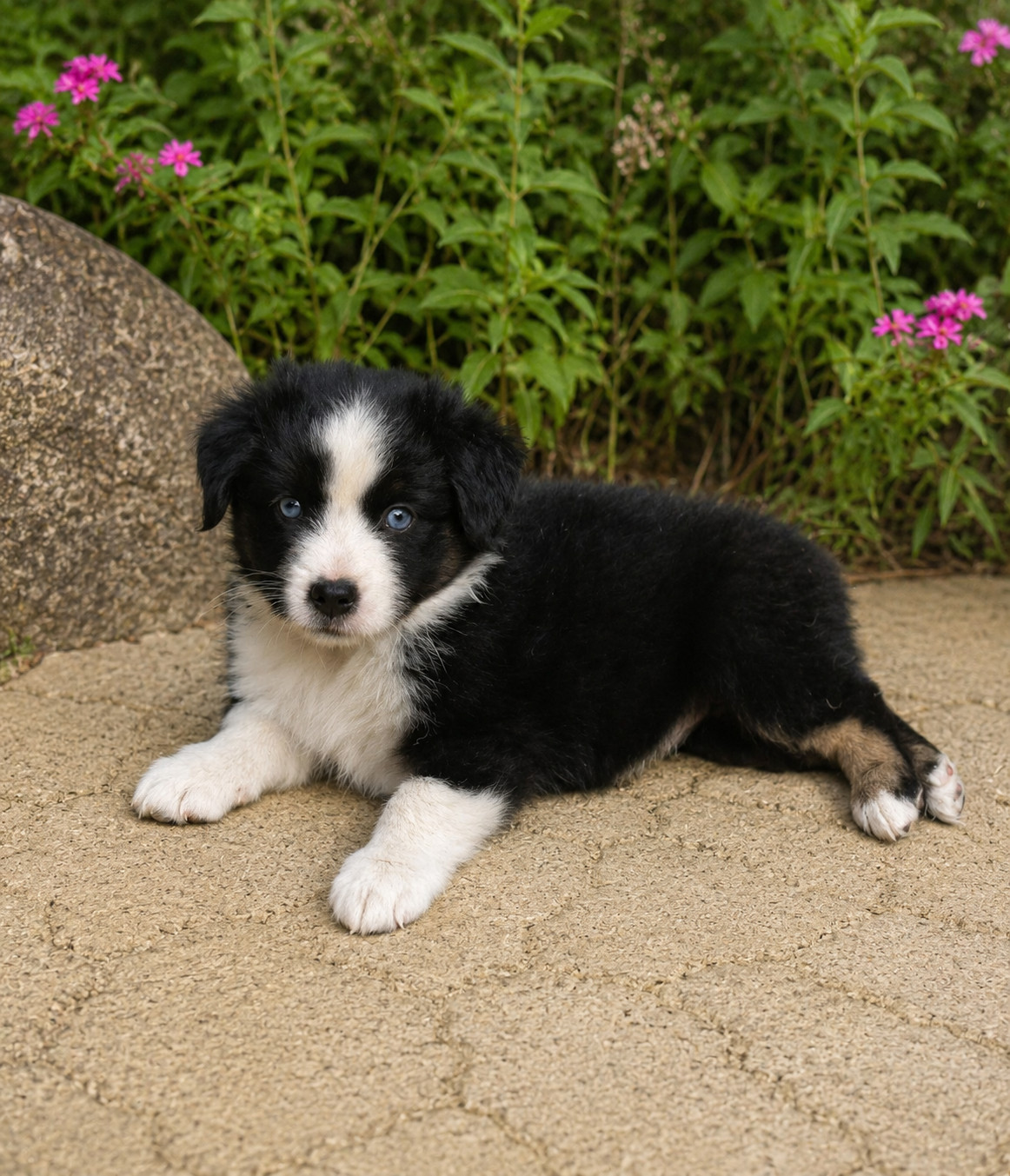 Eyes Of Light - Chiots disponibles - Berger Américain Miniature 