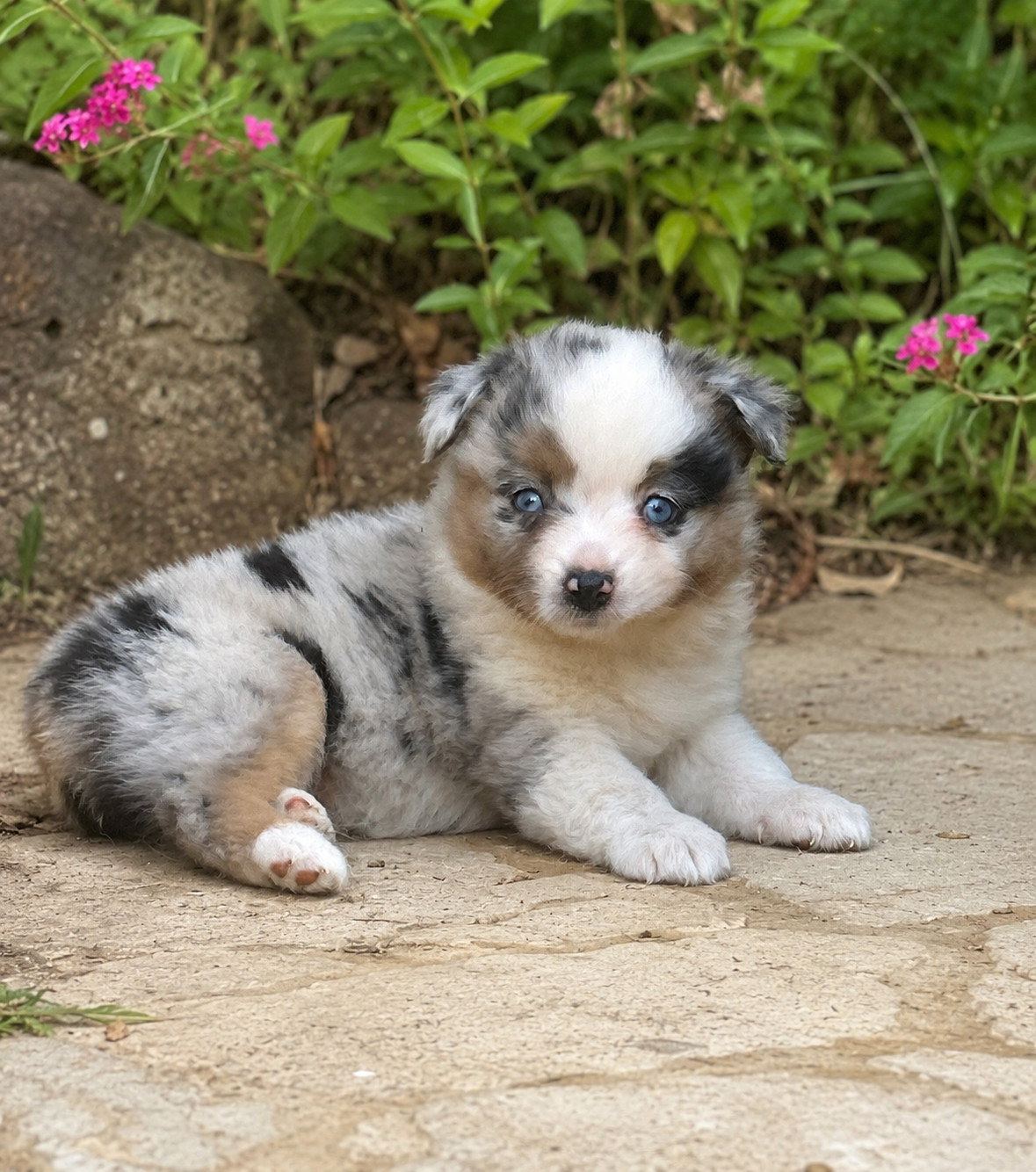 Eyes Of Light - Chiots disponibles - Berger Américain Miniature 