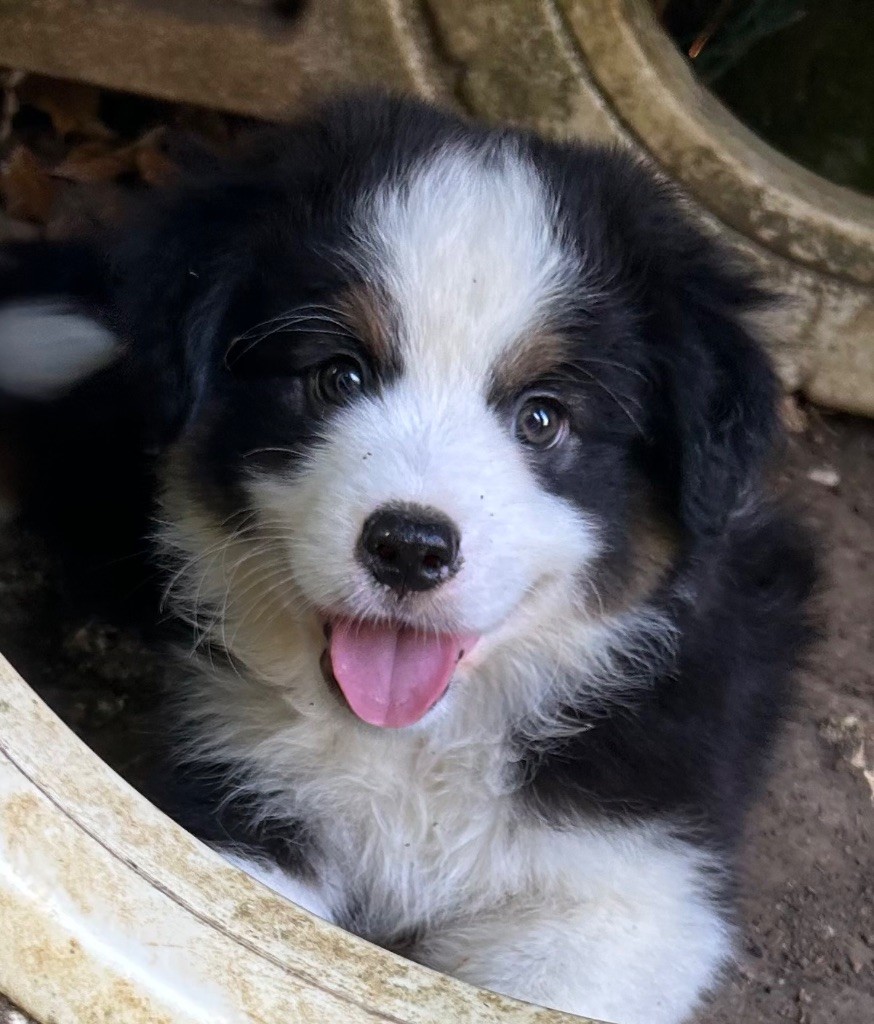 Eyes Of Light - Chiots disponibles - Berger Américain Miniature 