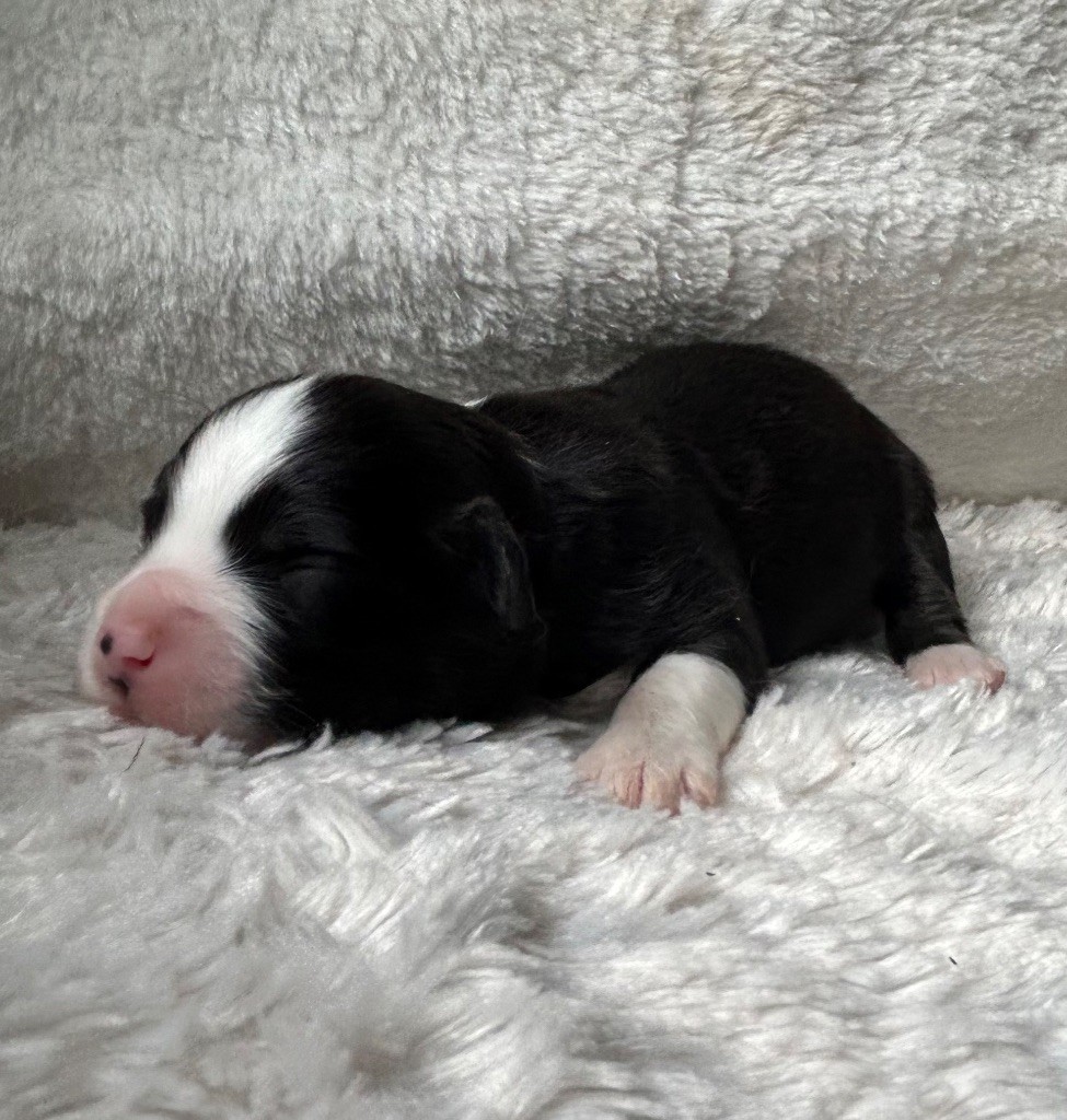 Eyes Of Light - Chiots disponibles - Berger Américain Miniature 