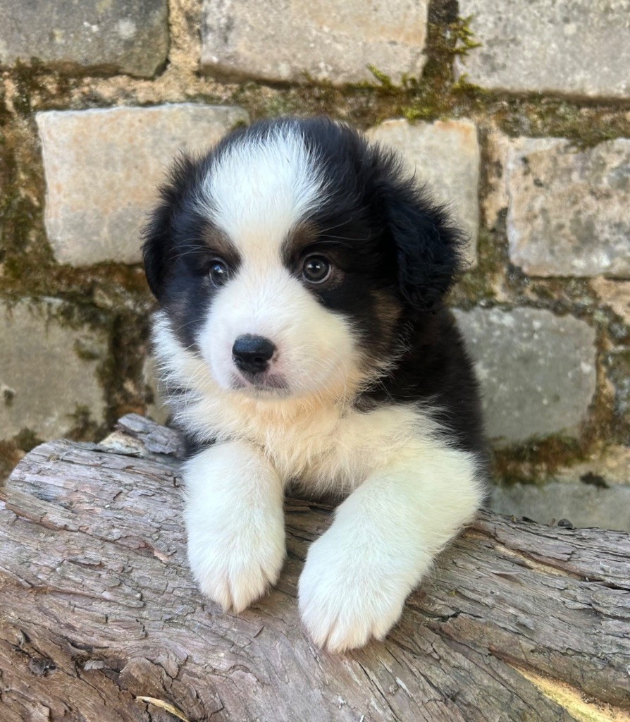 Eyes Of Light - Chiots disponibles - Berger Américain Miniature 