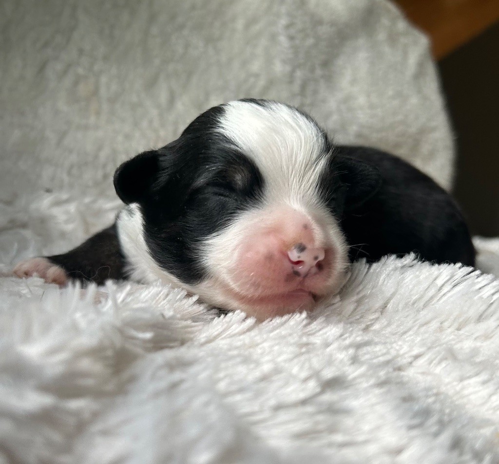 Eyes Of Light - Chiots disponibles - Berger Américain Miniature 