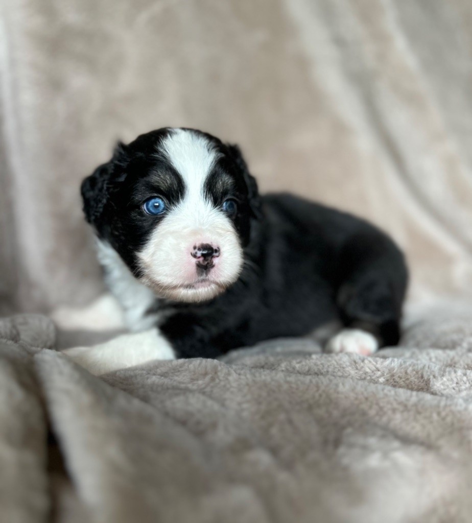 Eyes Of Light - Chiots disponibles - Berger Américain Miniature 