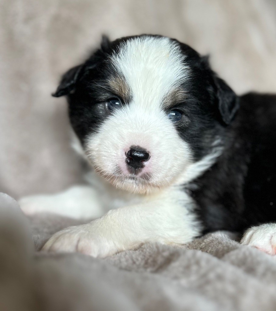 Eyes Of Light - Chiots disponibles - Berger Américain Miniature 