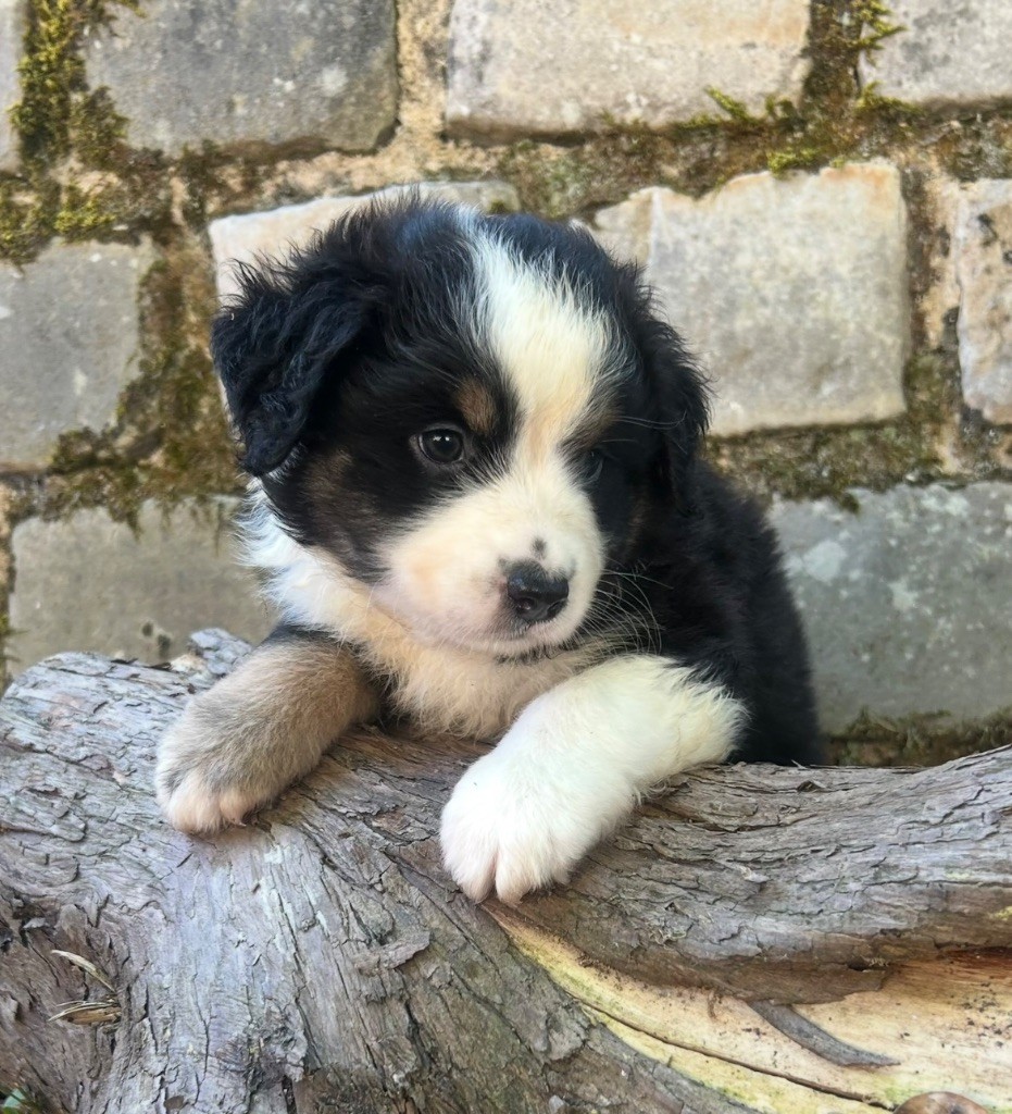Eyes Of Light - Chiots disponibles - Berger Américain Miniature 