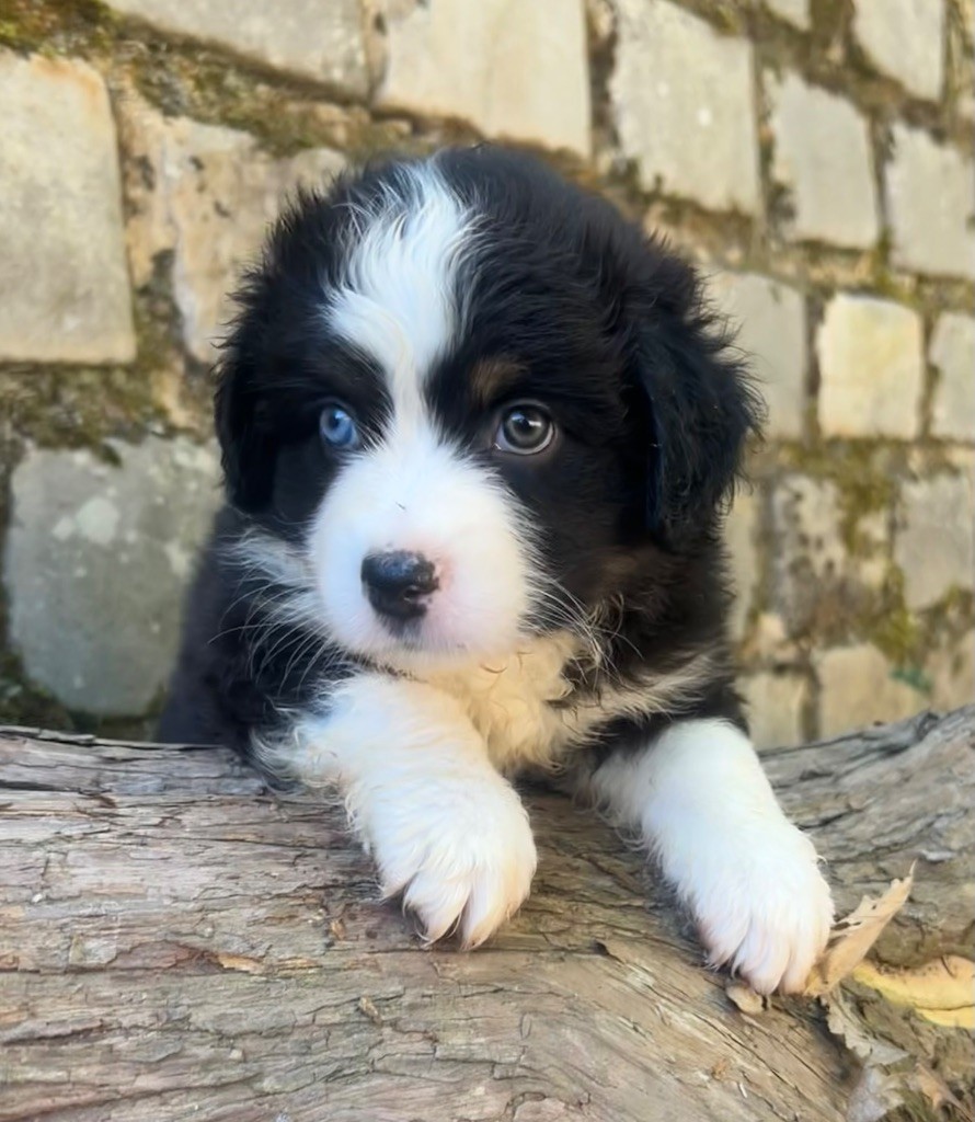 Eyes Of Light - Chiots disponibles - Berger Américain Miniature 