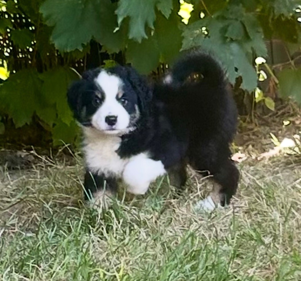 Eyes Of Light - Chiots disponibles - Berger Américain Miniature 