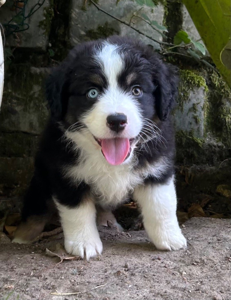 Chiot Berger Américain Miniature Eyes Of Light