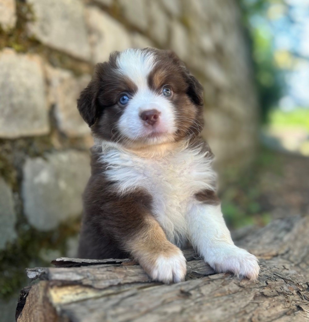 Eyes Of Light - Chiots disponibles - Berger Américain Miniature 