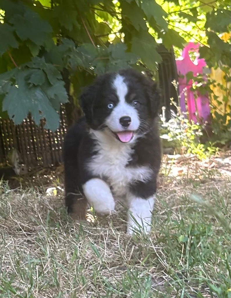 Eyes Of Light - Chiots disponibles - Berger Américain Miniature 