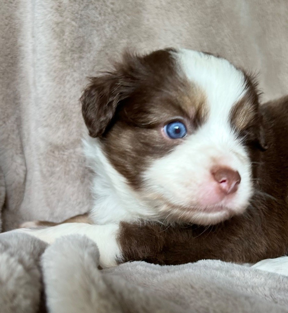 Eyes Of Light - Chiots disponibles - Berger Américain Miniature 