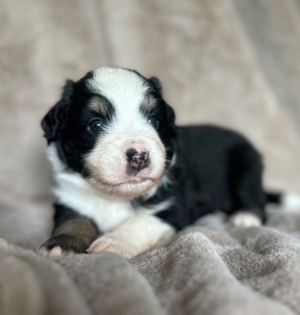 Eyes Of Light - Chiots disponibles - Berger Américain Miniature 